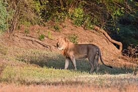 Танзания Национален парк Ruaha-Руаха
