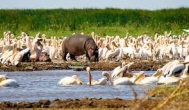   Lake Manyara