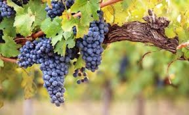 Винарни-винарски изби по българското черноморие