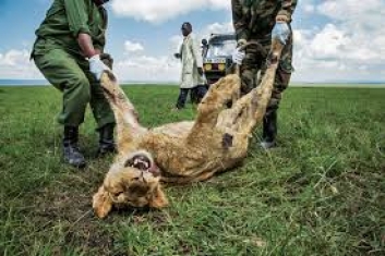 Ловът в Кения