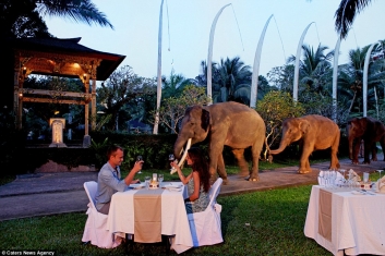 История на слонския сафари парк